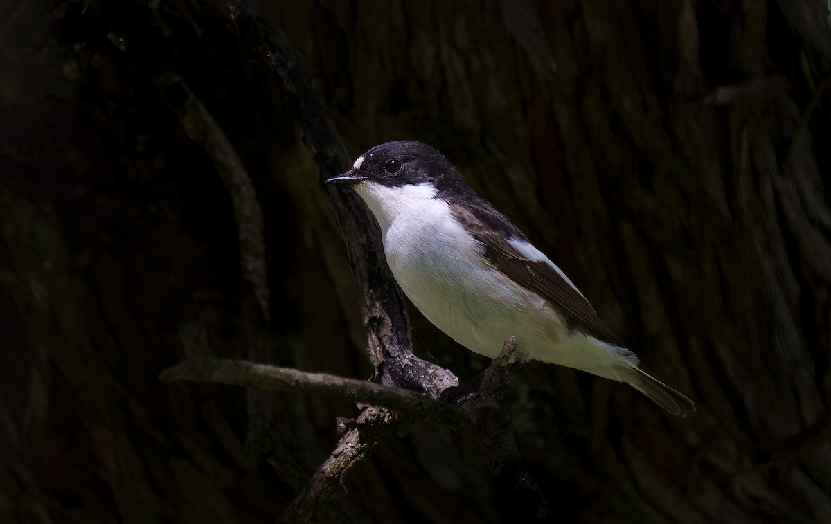 European Pied Flycatcher - ML617476196