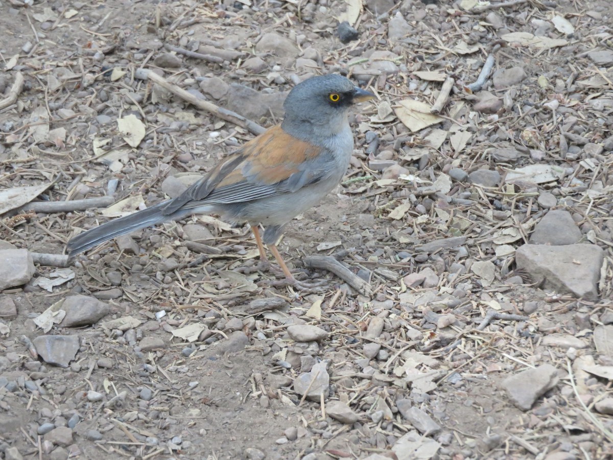 Yellow-eyed Junco - ML61747621