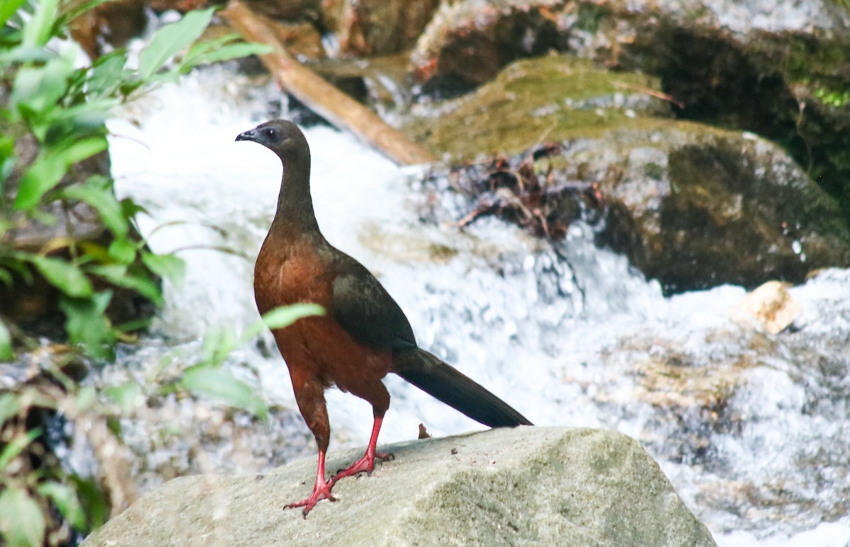 Sickle-winged Guan - Luis Hernánadez(@Birdsbyluishernandez)