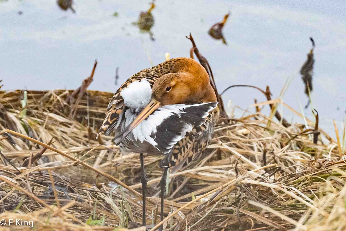 Black-tailed Godwit - ML617476214