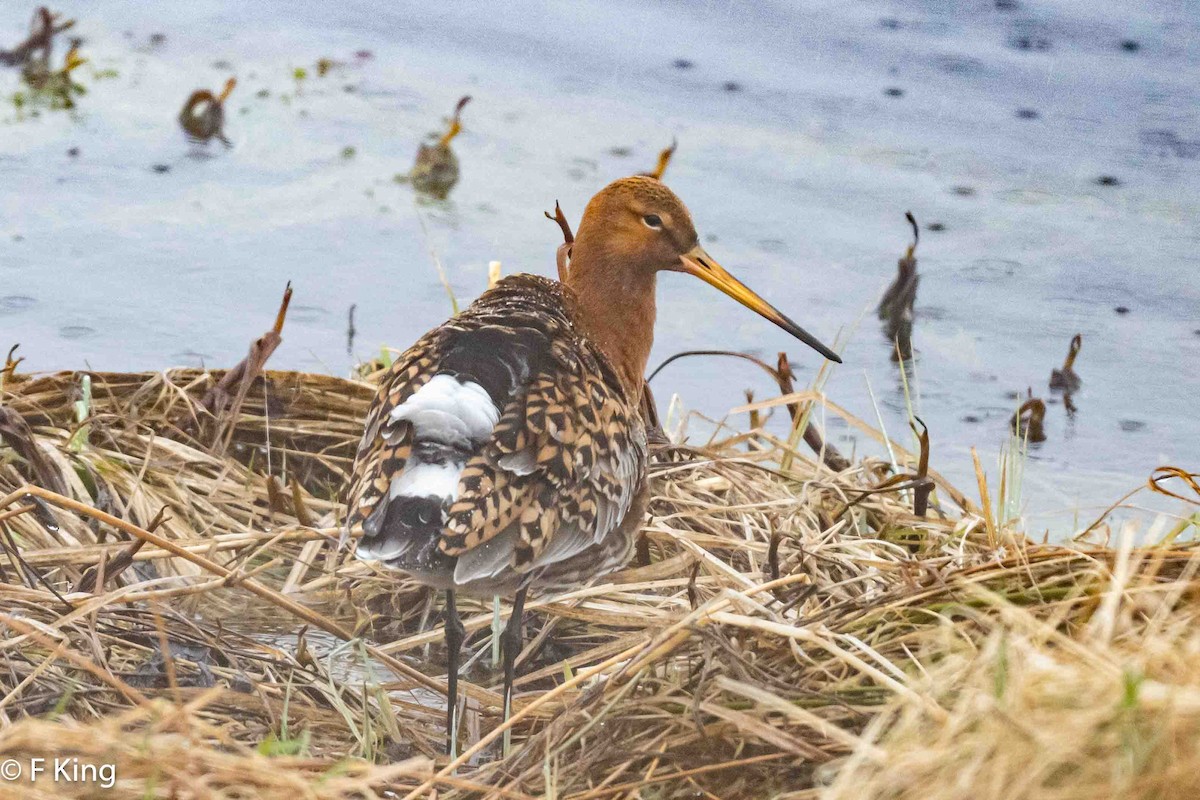 Black-tailed Godwit - ML617476215