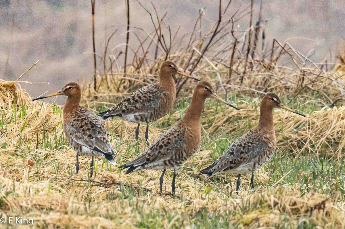 Black-tailed Godwit - ML617476216