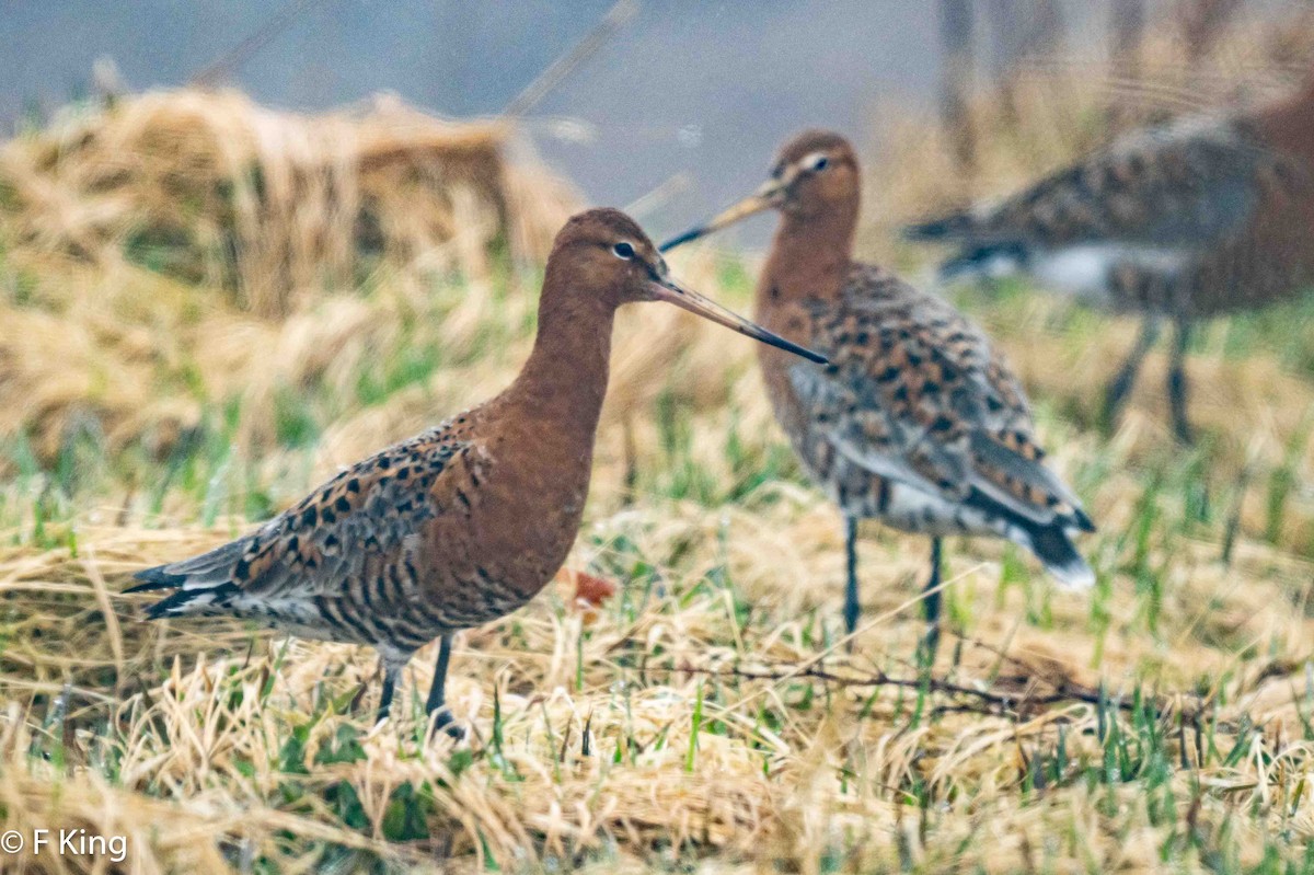 Black-tailed Godwit - ML617476217