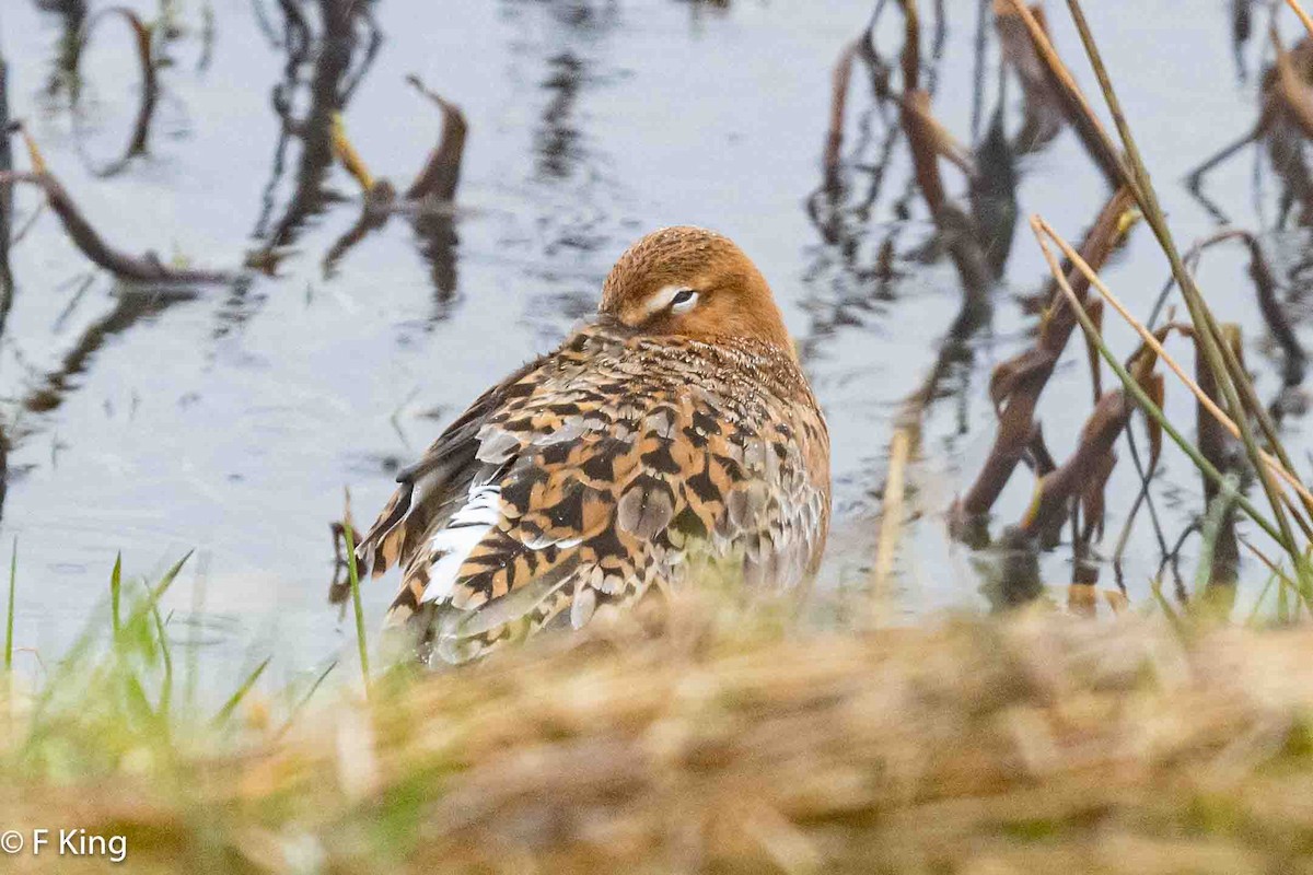 Black-tailed Godwit - ML617476218