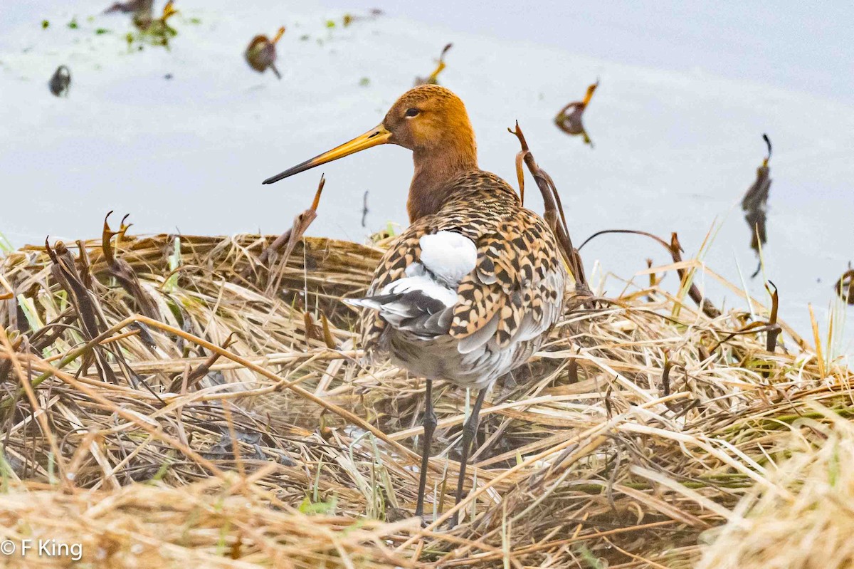 Black-tailed Godwit - ML617476219