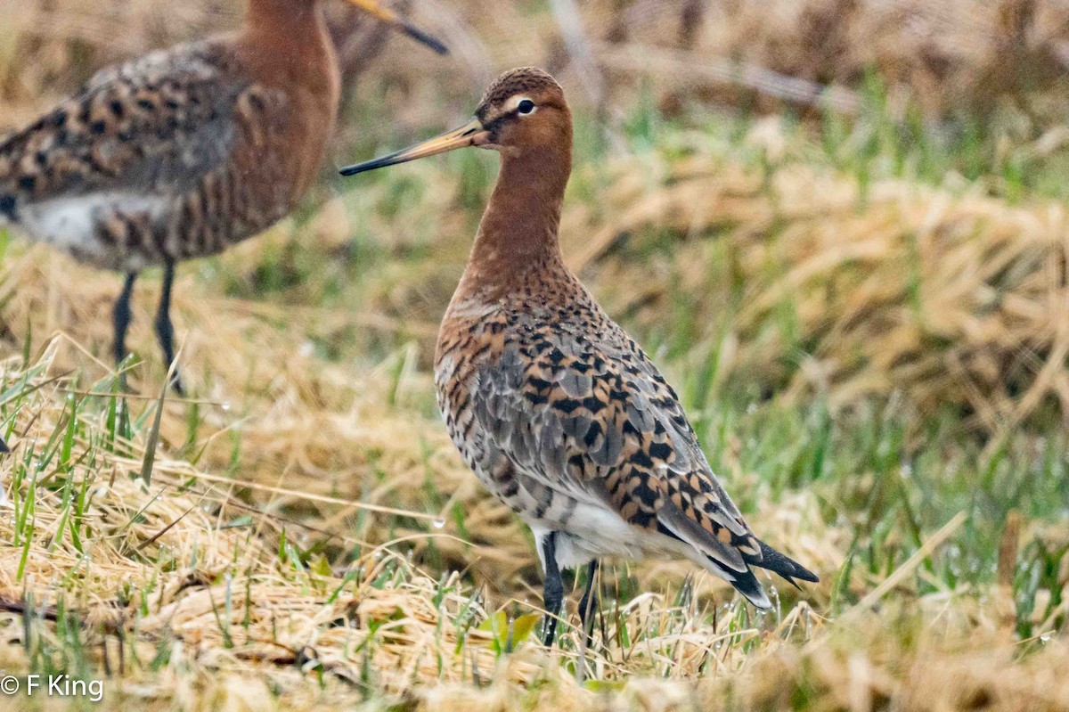 Black-tailed Godwit - Frank King