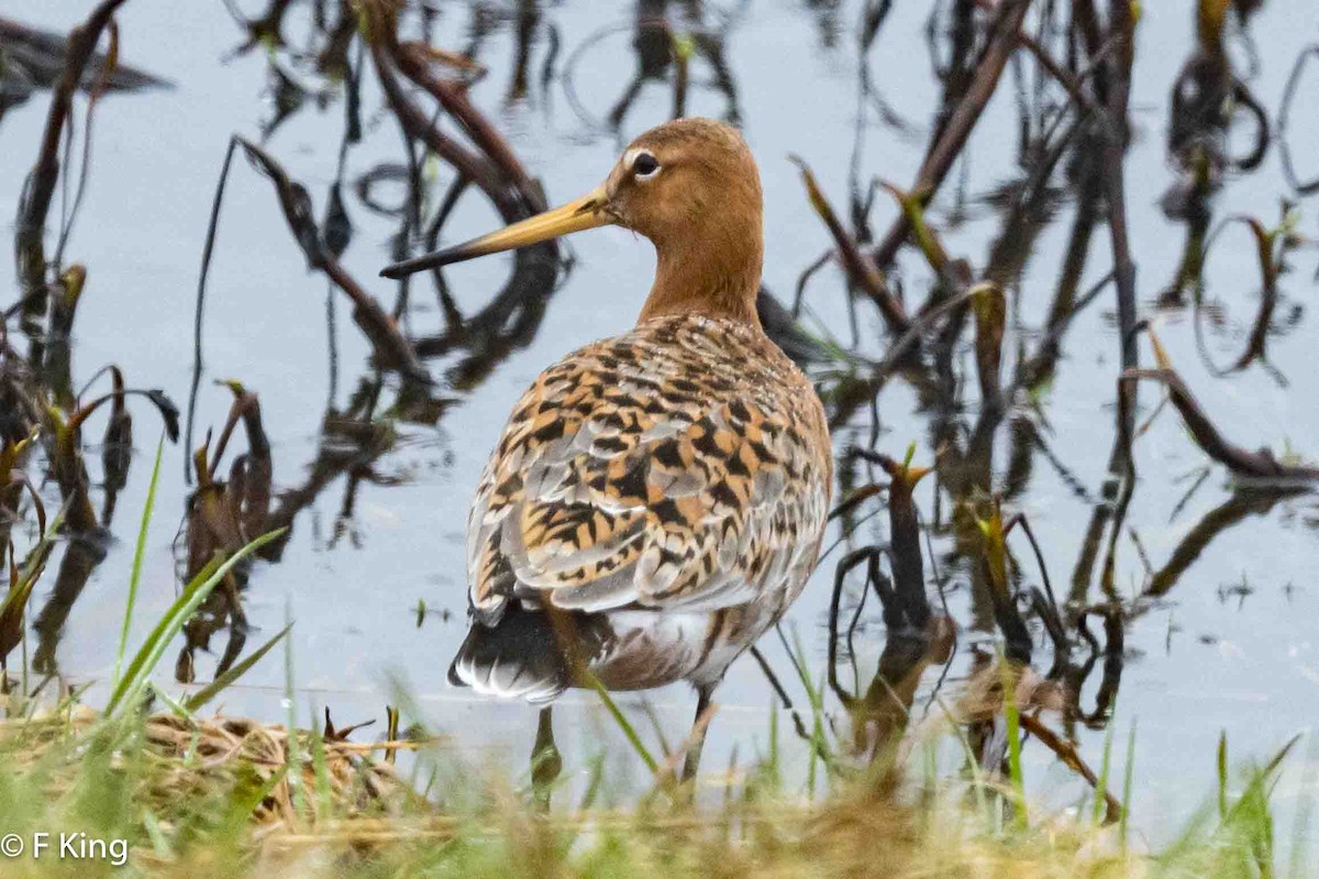 Black-tailed Godwit - ML617476221