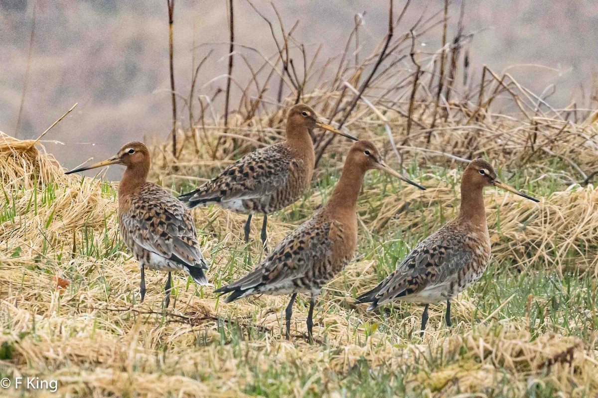 Black-tailed Godwit - ML617476223