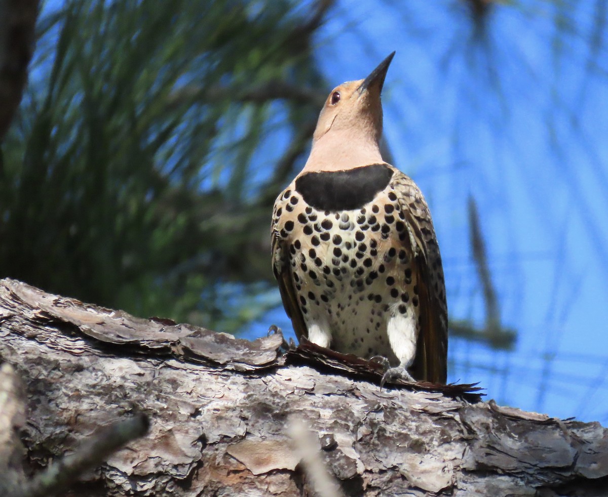 Northern Flicker - ML617476245