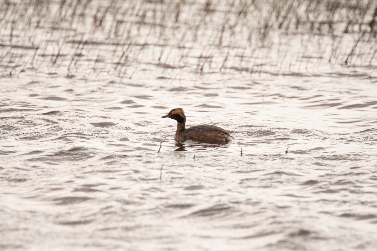 Horned Grebe - ML617476259