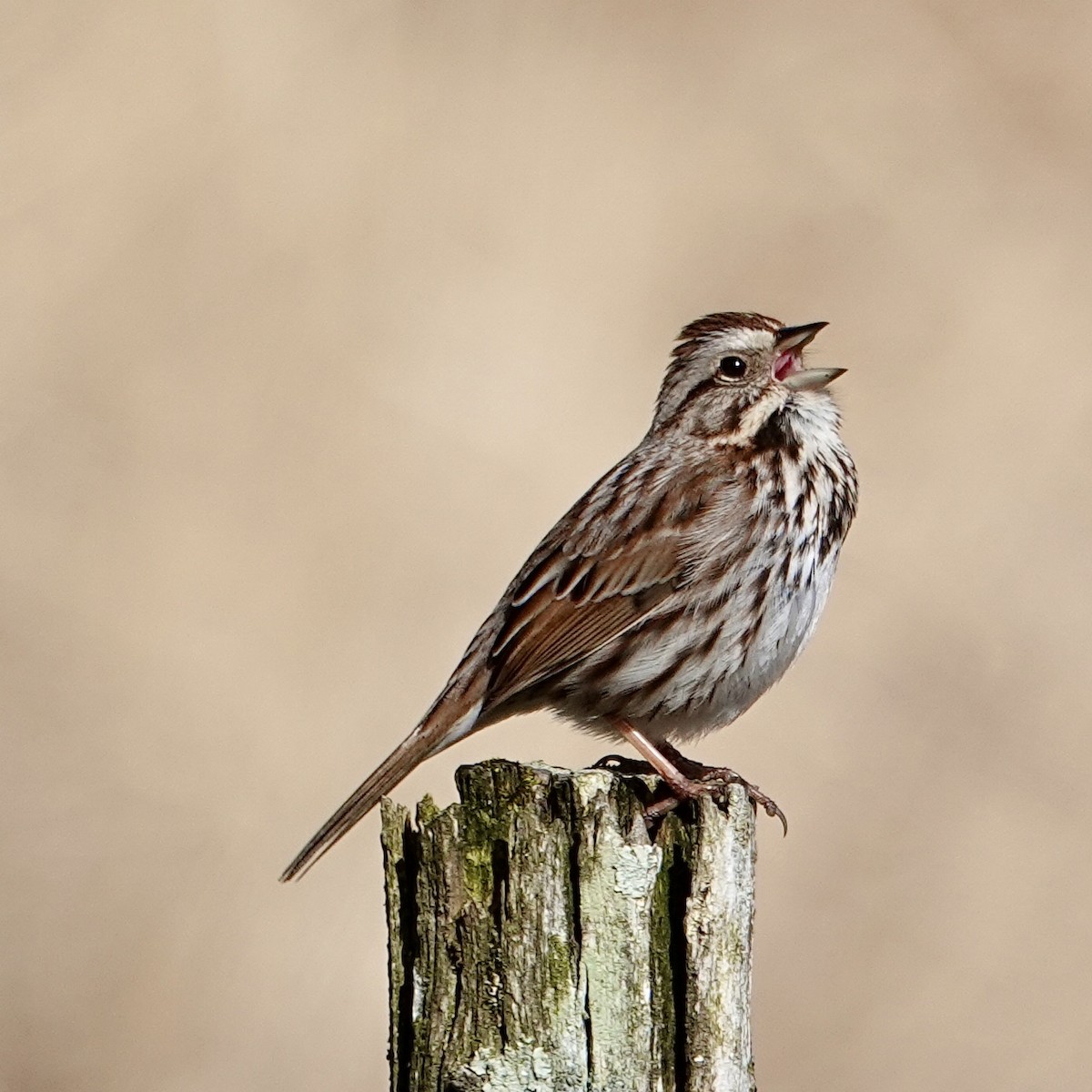 Song Sparrow - Luce Chamard