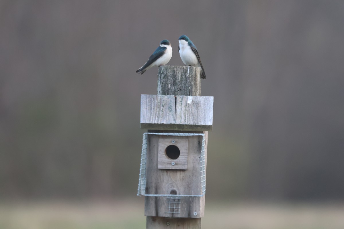 Tree Swallow - ML617476326