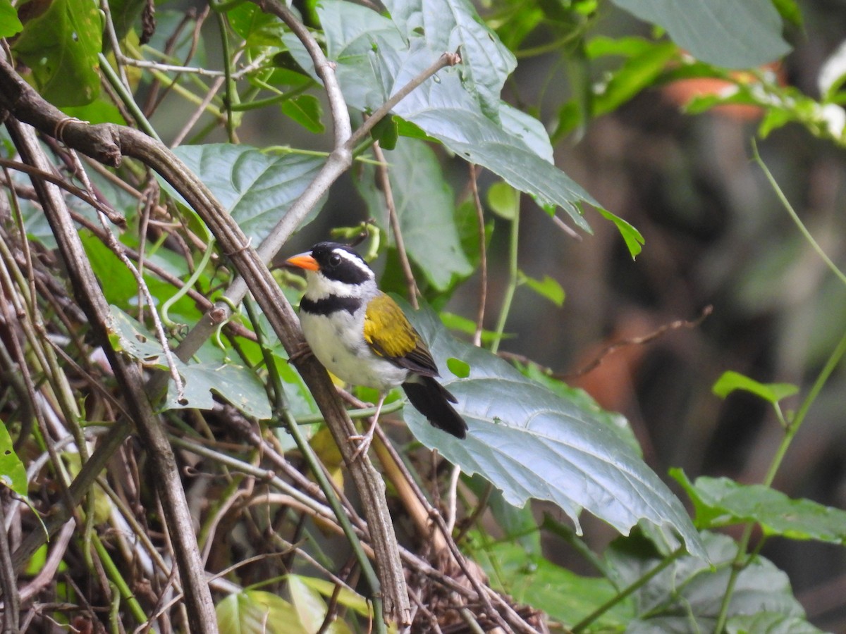 Saffron-billed Sparrow (Saffron-billed) - ML617476352