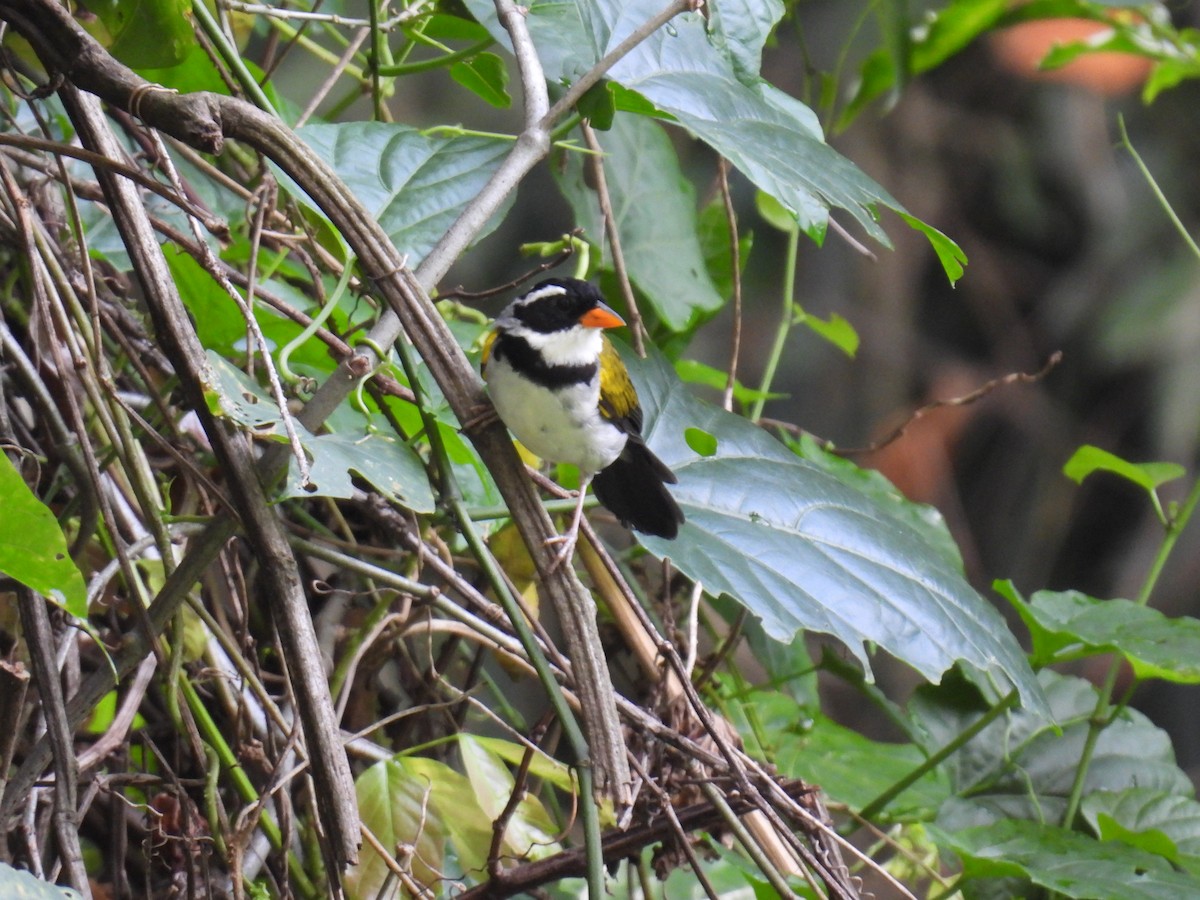 Saffron-billed Sparrow (Saffron-billed) - ML617476354