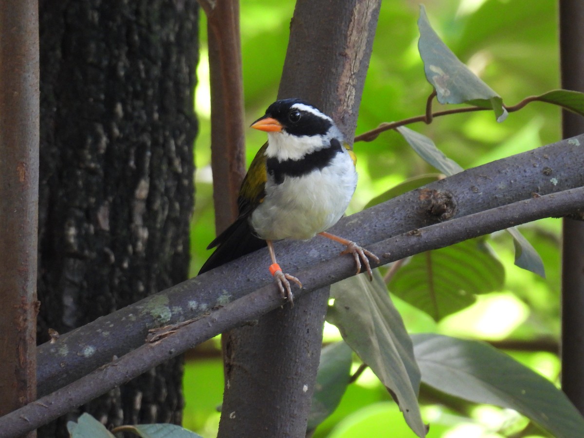 Saffron-billed Sparrow (Saffron-billed) - WILLIAM MACIEL