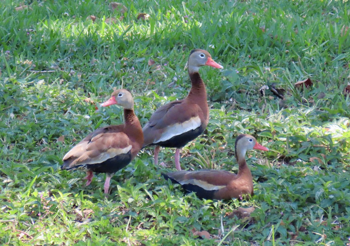 Black-bellied Whistling-Duck - ML617476364