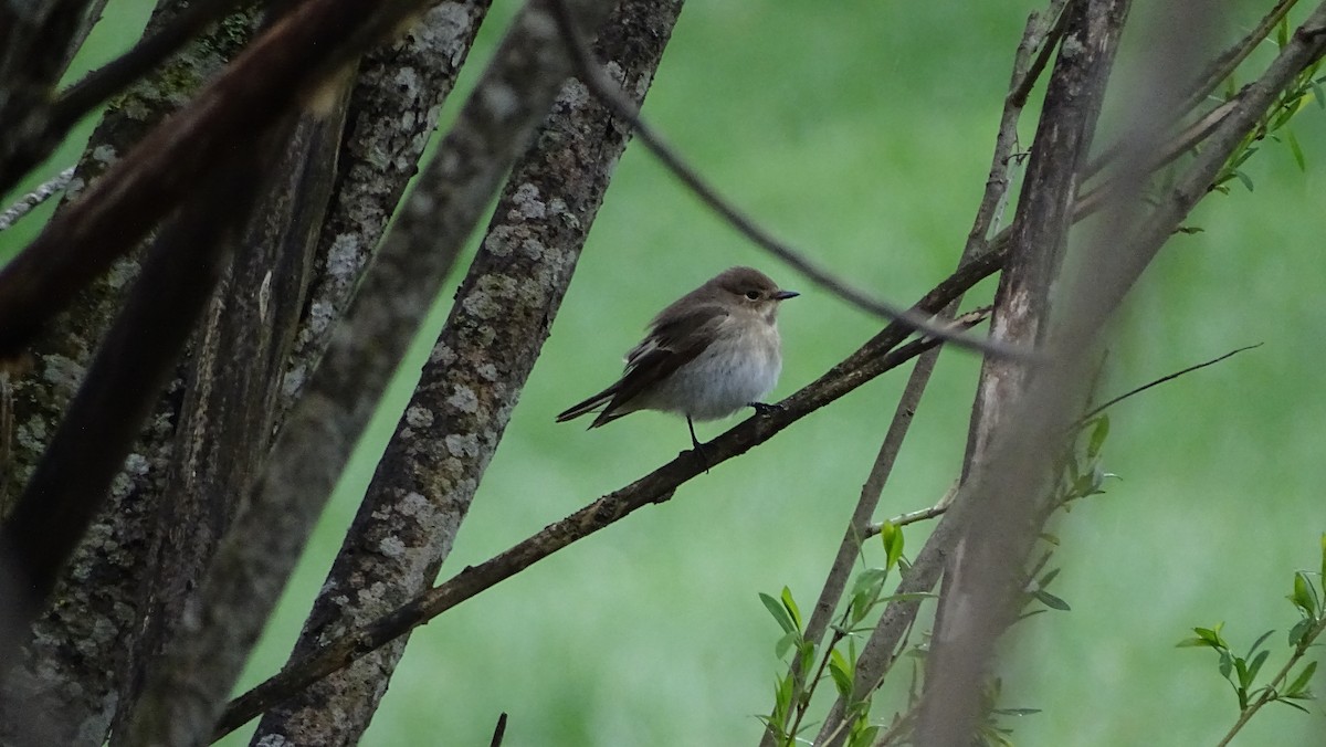 European Pied Flycatcher - Léo-Paul Godderis 🦜