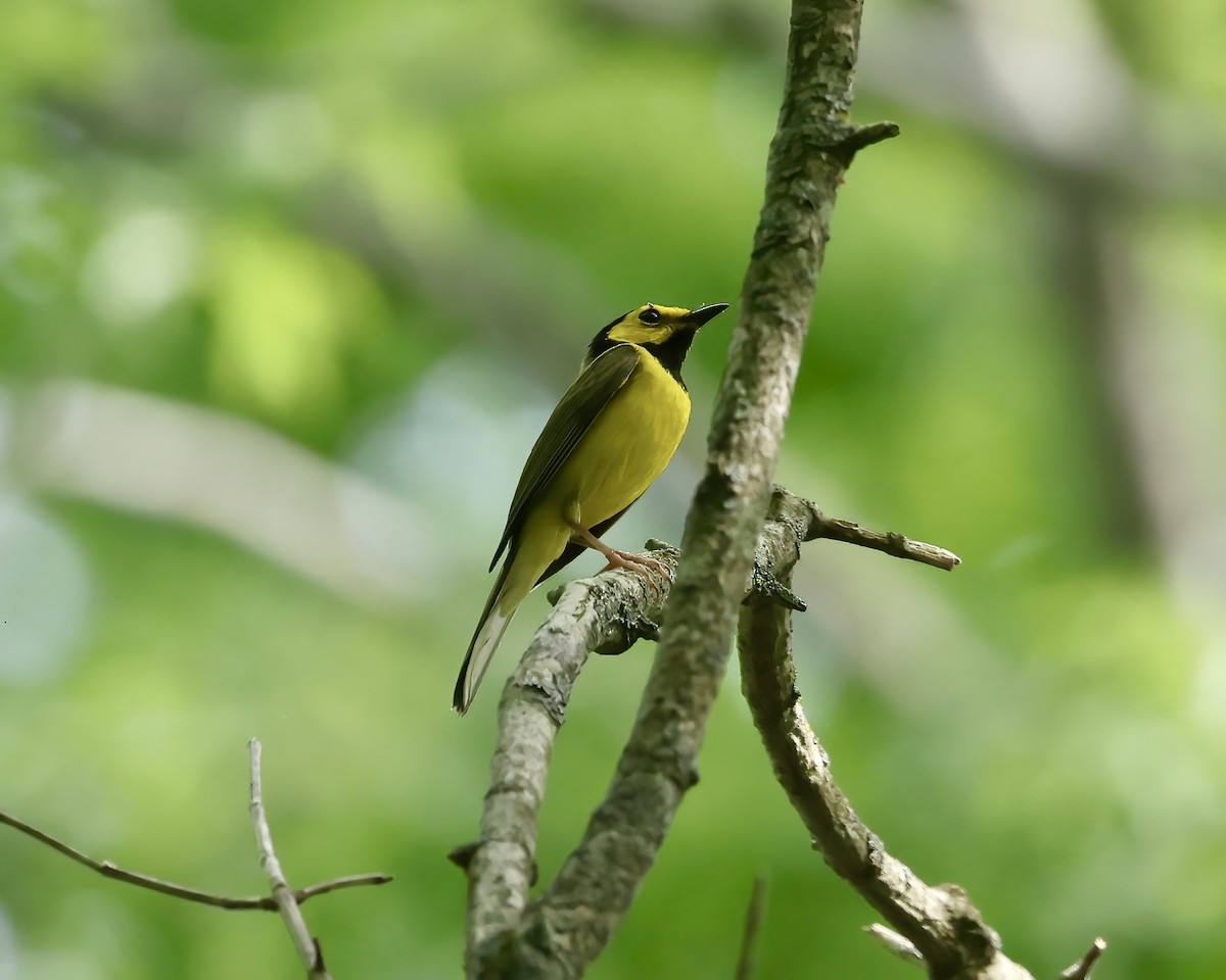 Hooded Warbler - ML617476423