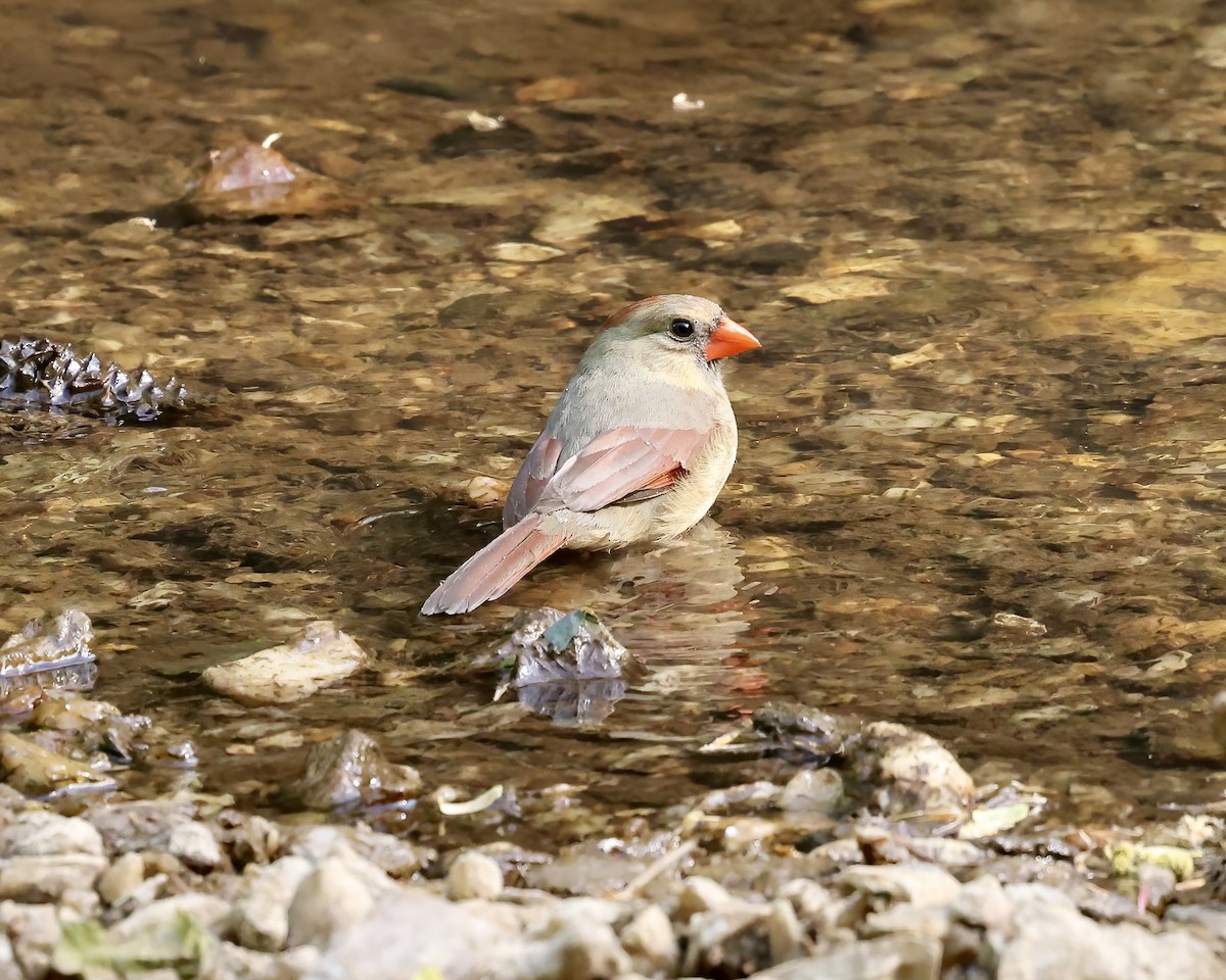 Cardinal rouge - ML617476424