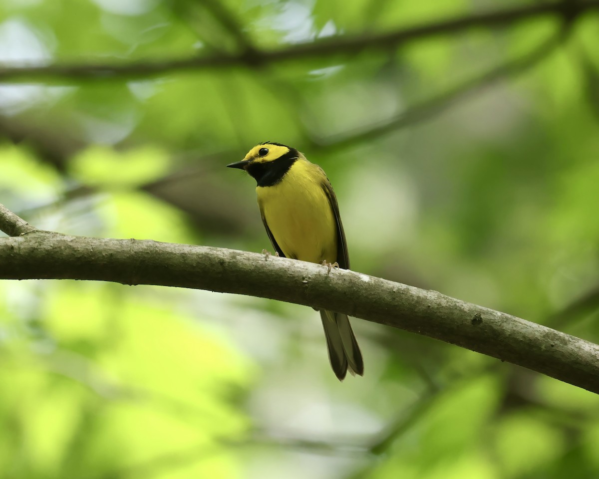 Hooded Warbler - ML617476440