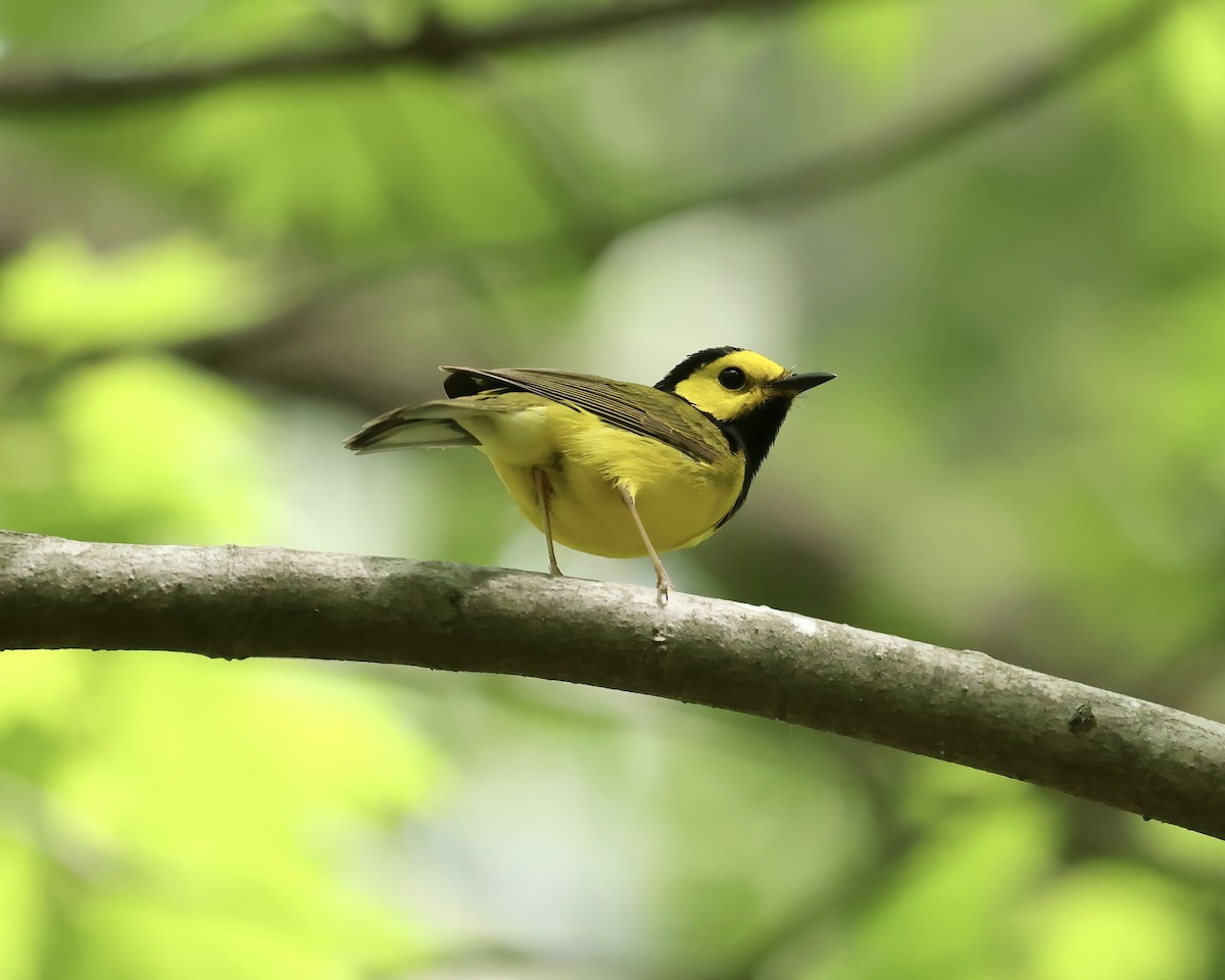 Hooded Warbler - ML617476441