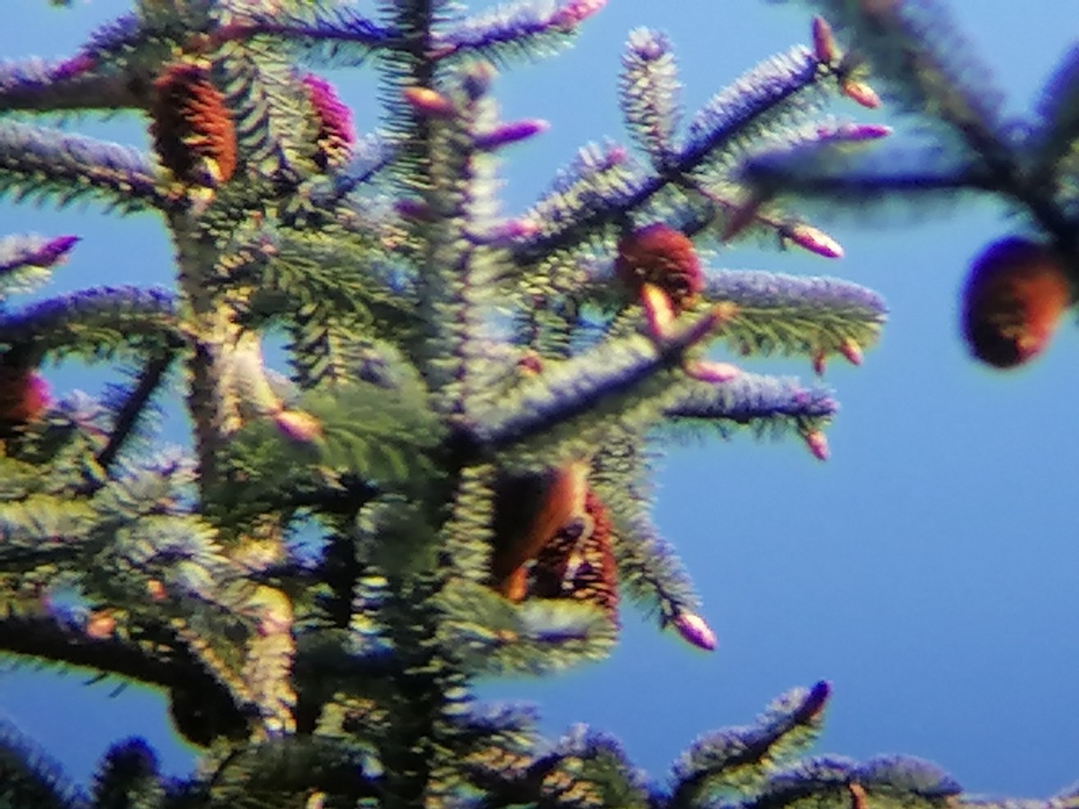 Red Crossbill - Ben Jackman