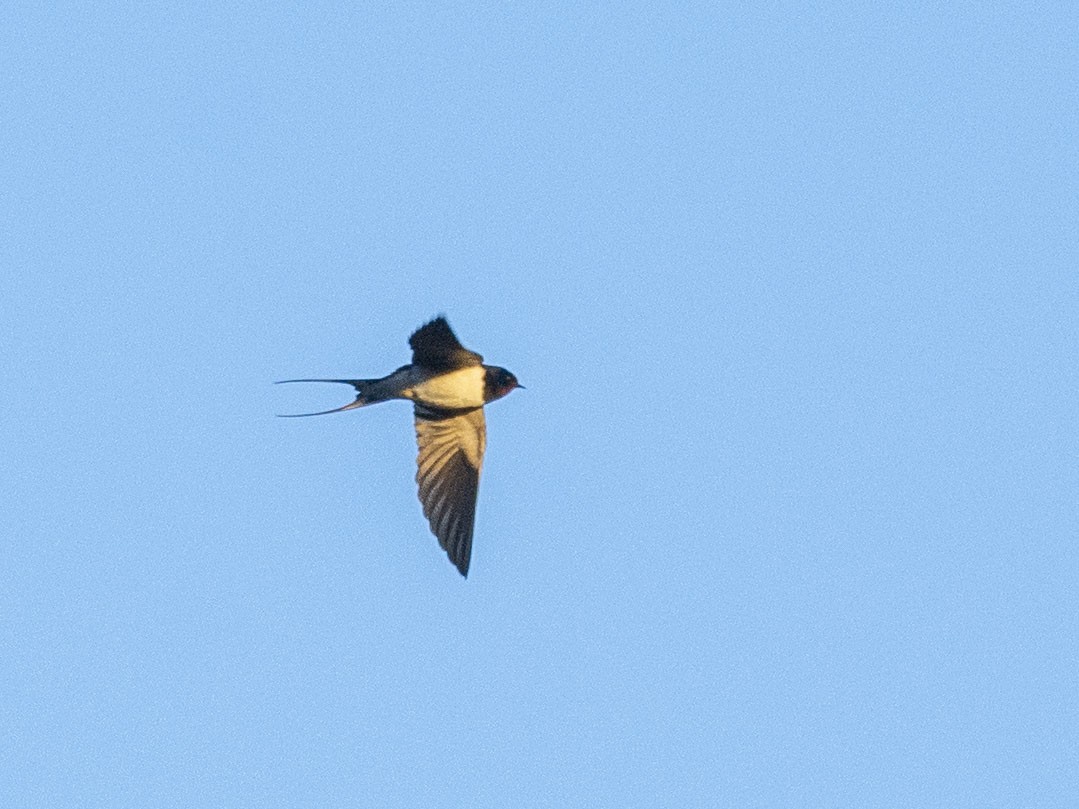 Barn Swallow (White-bellied) - Boris Georgi