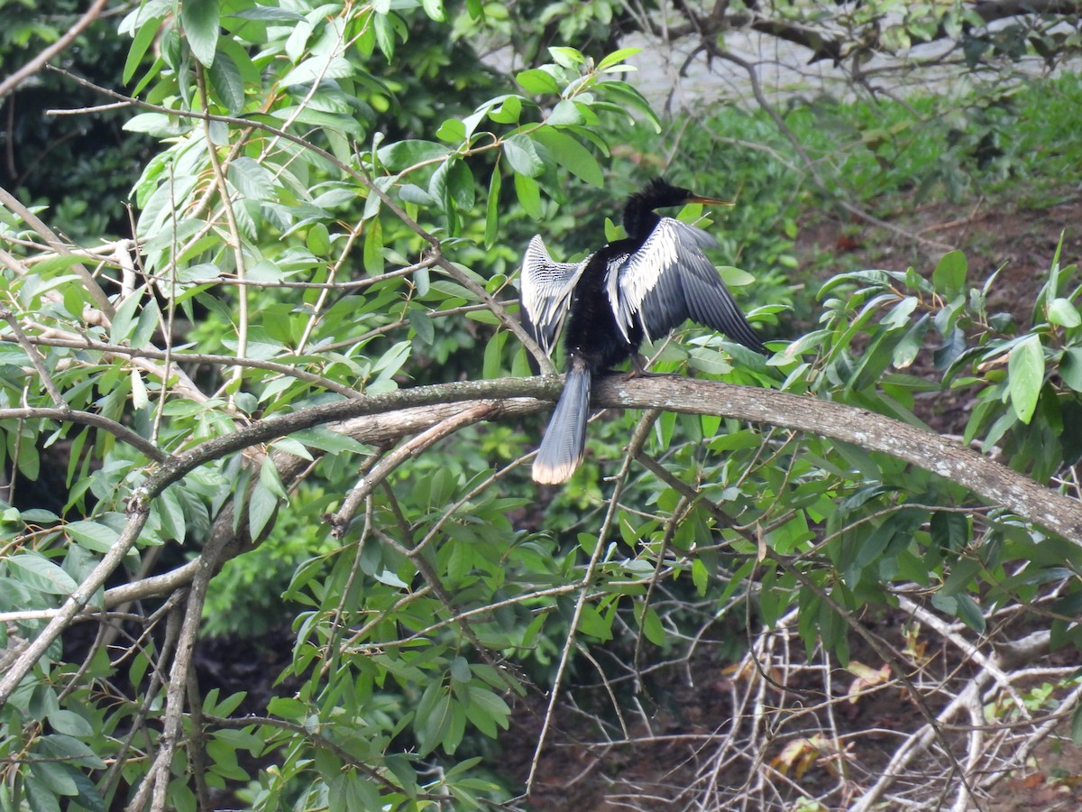 anhinga americká - ML617476594