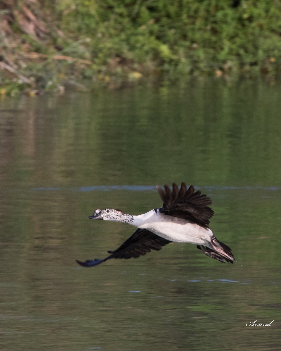 Knob-billed Duck - ML617476632