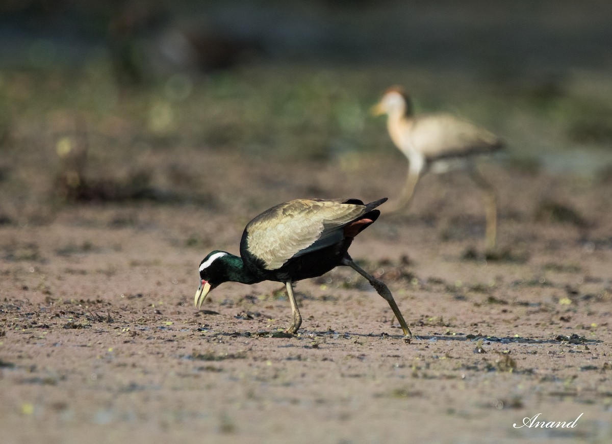 Bronze-winged Jacana - ML617476646