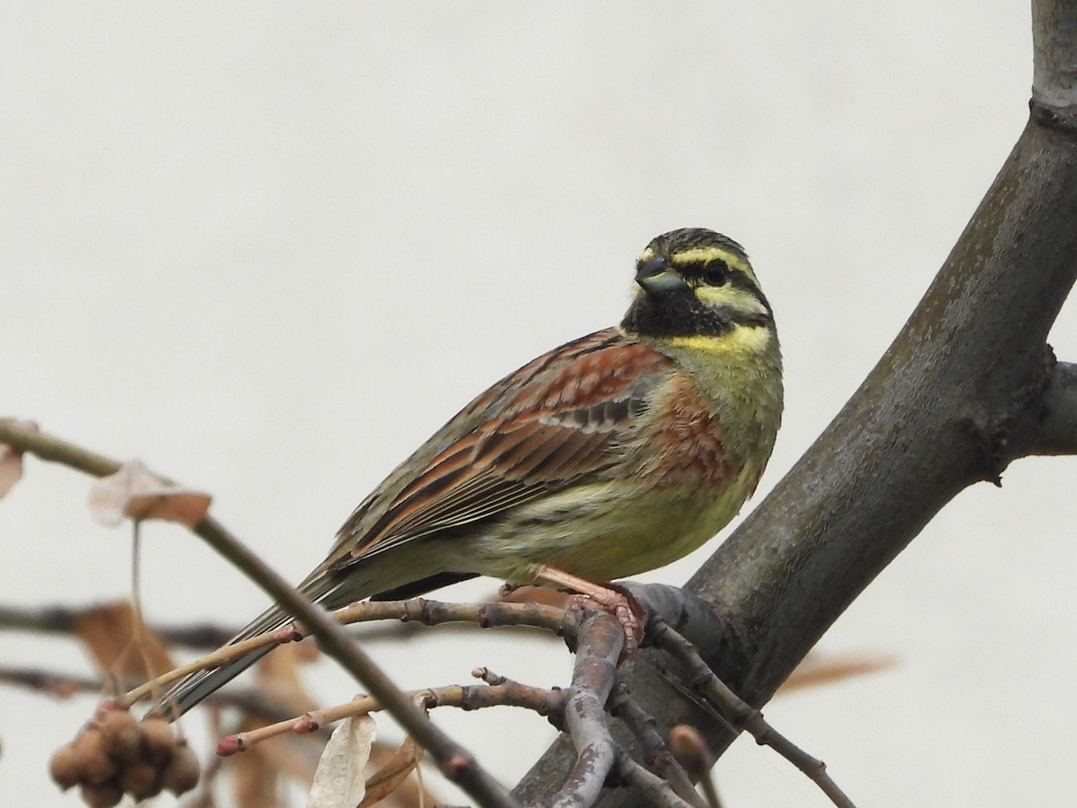 Cirl Bunting - ML617476649