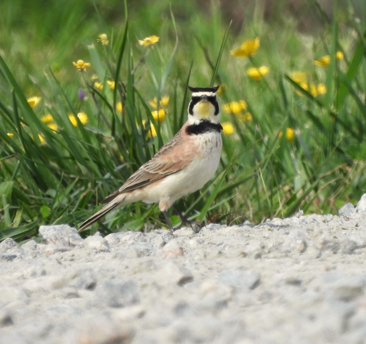 Horned Lark - ML617476655