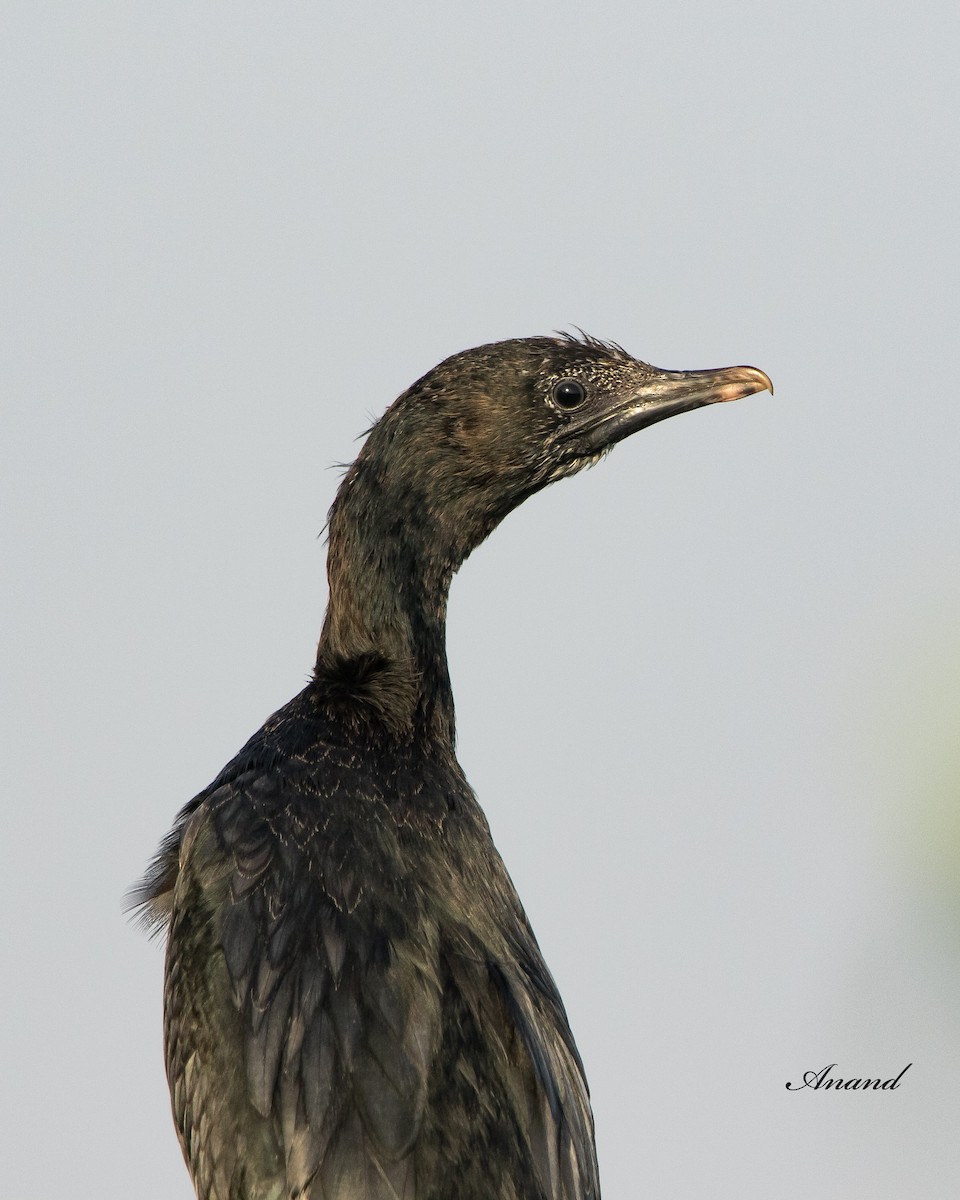 Little Cormorant - ML617476665