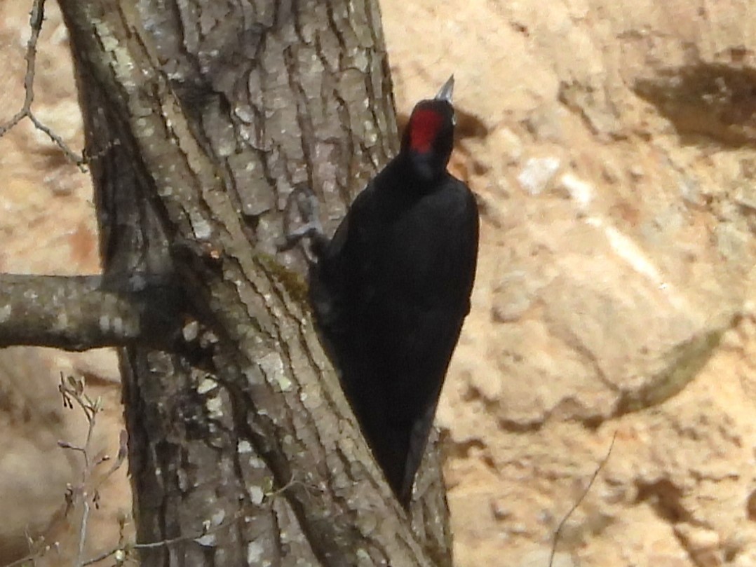 Black Woodpecker - ML617476704