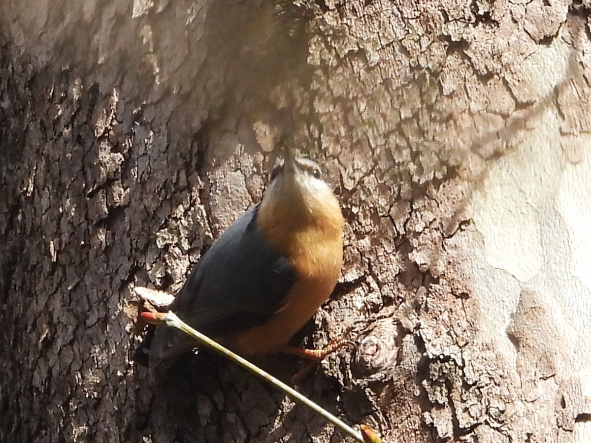 Eurasian Nuthatch - ML617476714