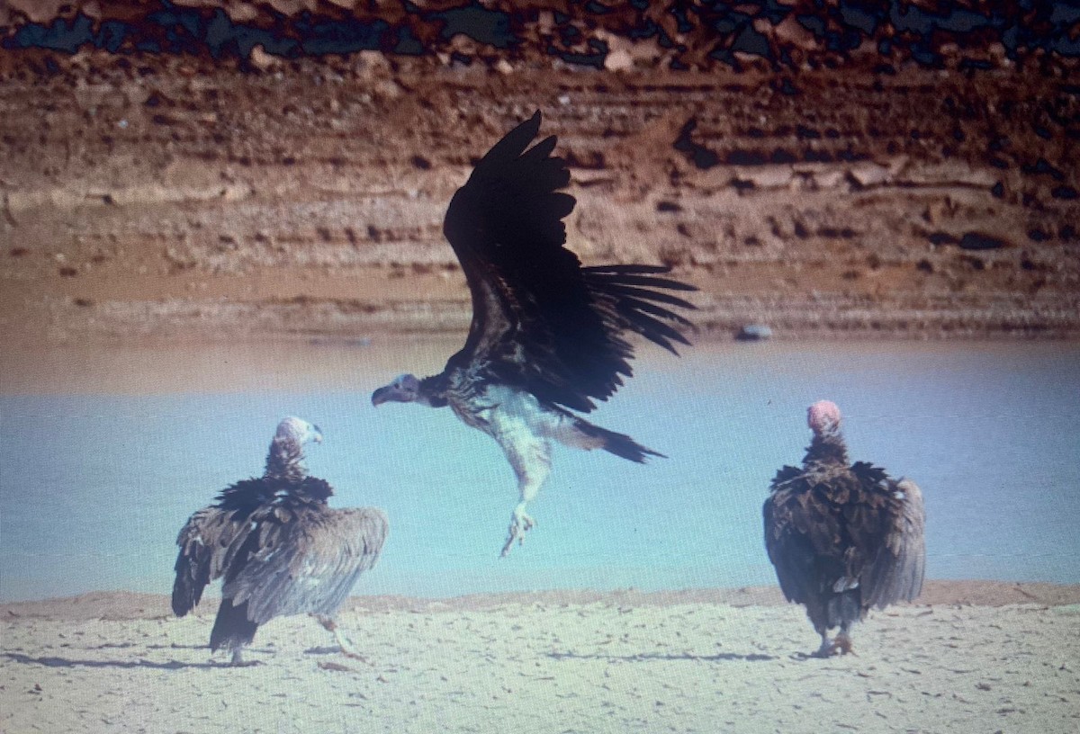 Lappet-faced Vulture - ML617476725