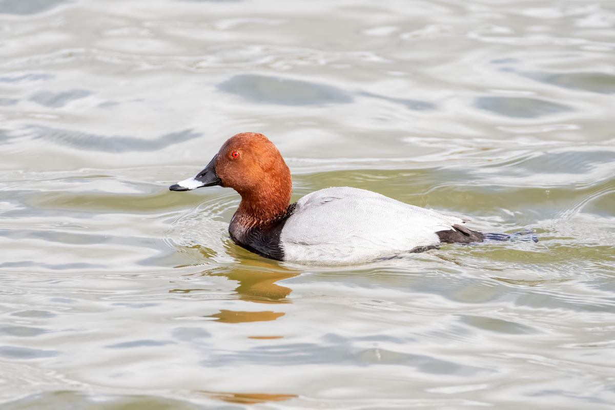 Common Pochard - ML617476748