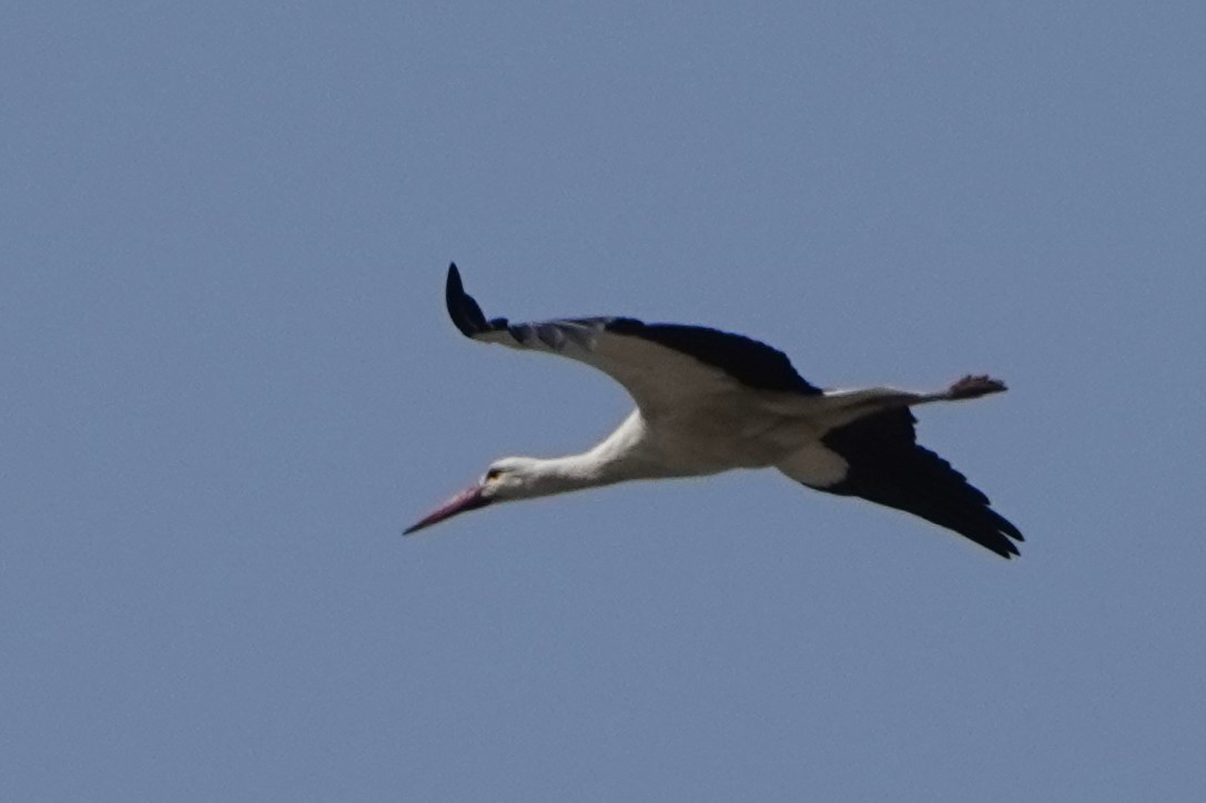 White Stork - FERNANDO GUTIERREZ