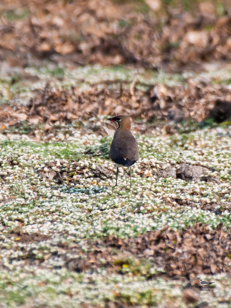 Oriental Pratincole - ML617476756