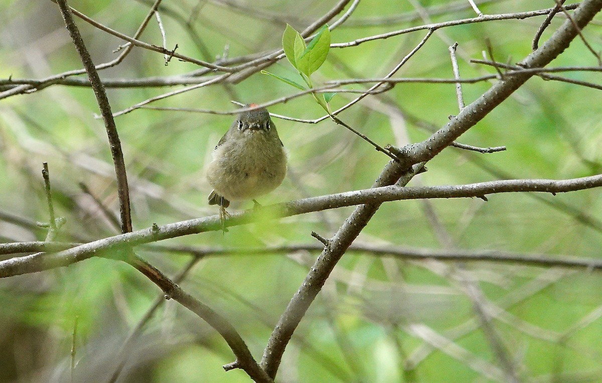 Ruby-crowned Kinglet - ML617476759