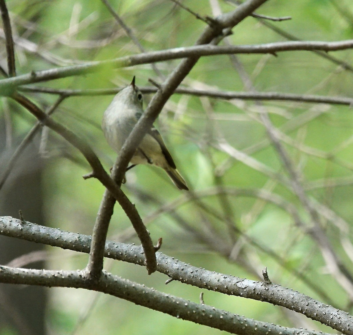 Ruby-crowned Kinglet - Julie Smith