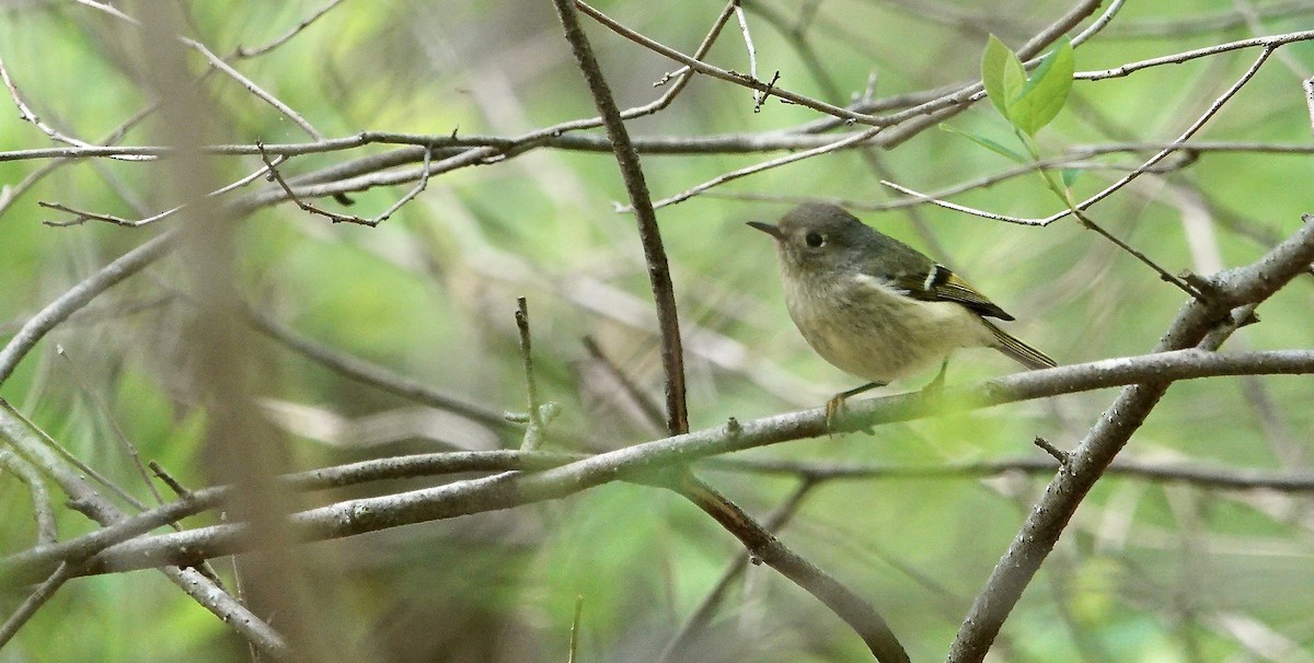 Ruby-crowned Kinglet - Julie Smith