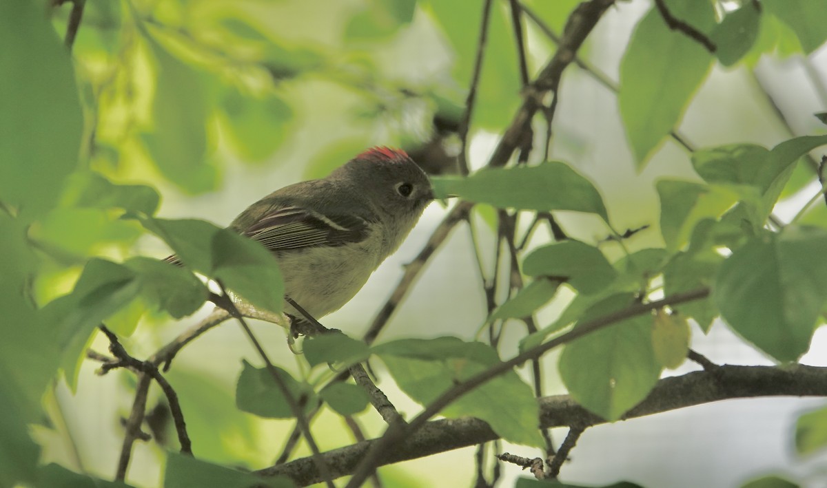 Ruby-crowned Kinglet - ML617476762