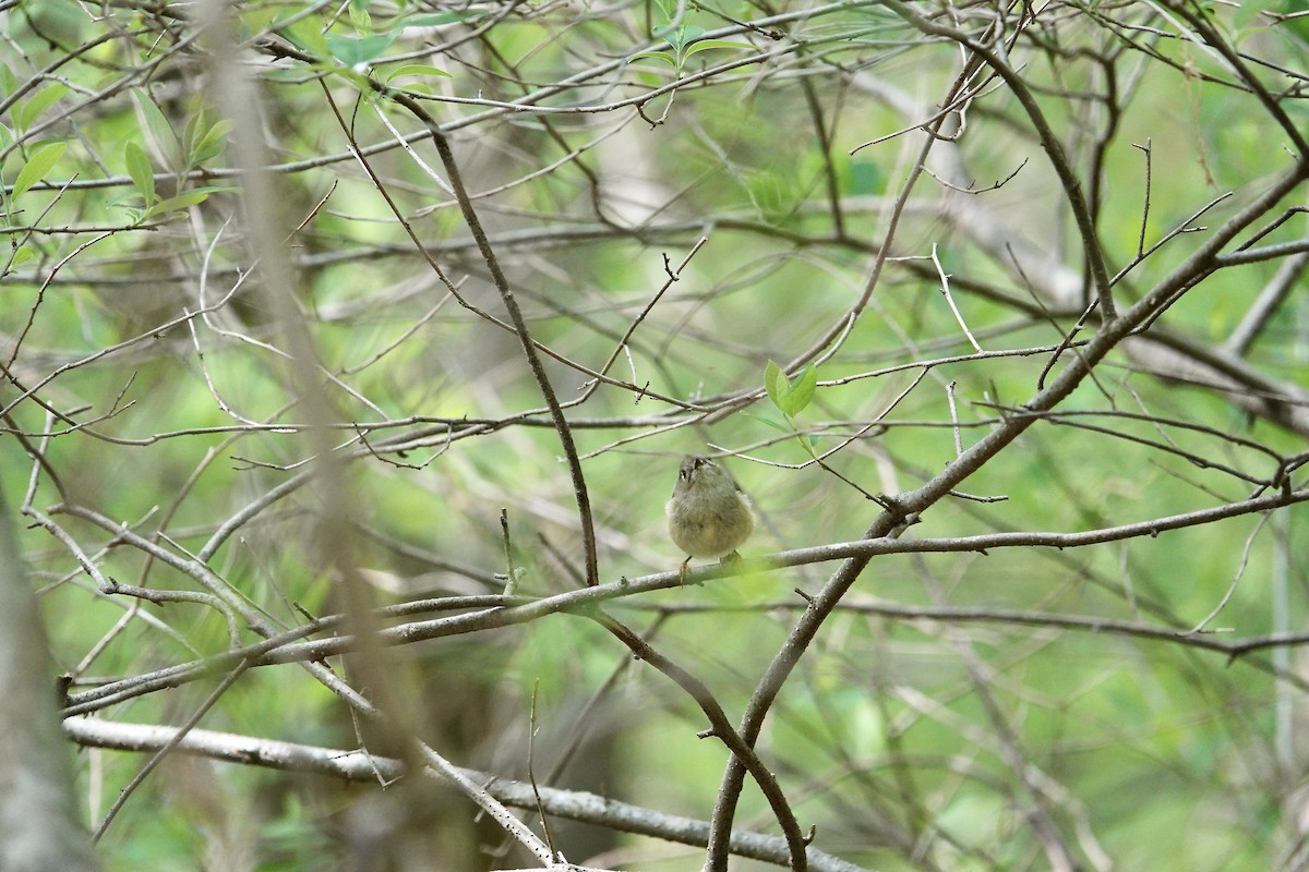 Ruby-crowned Kinglet - ML617476763