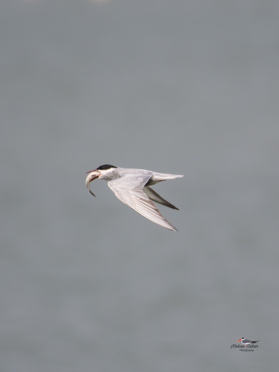 Whiskered Tern - ML617476767