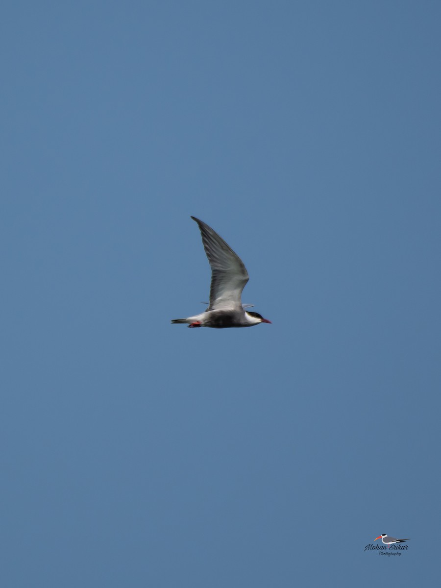 Whiskered Tern - ML617476775