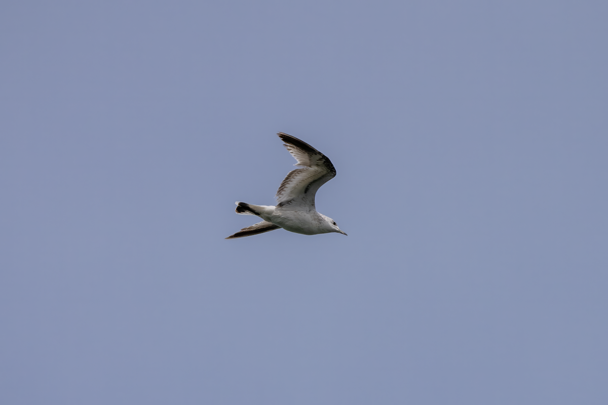 Common Gull - ML617476776