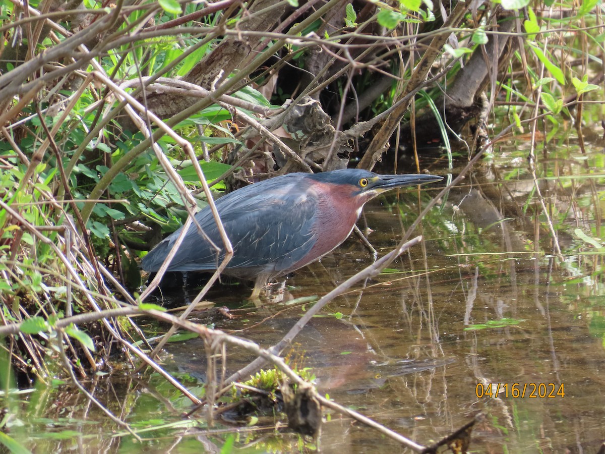 Green Heron - ML617476804