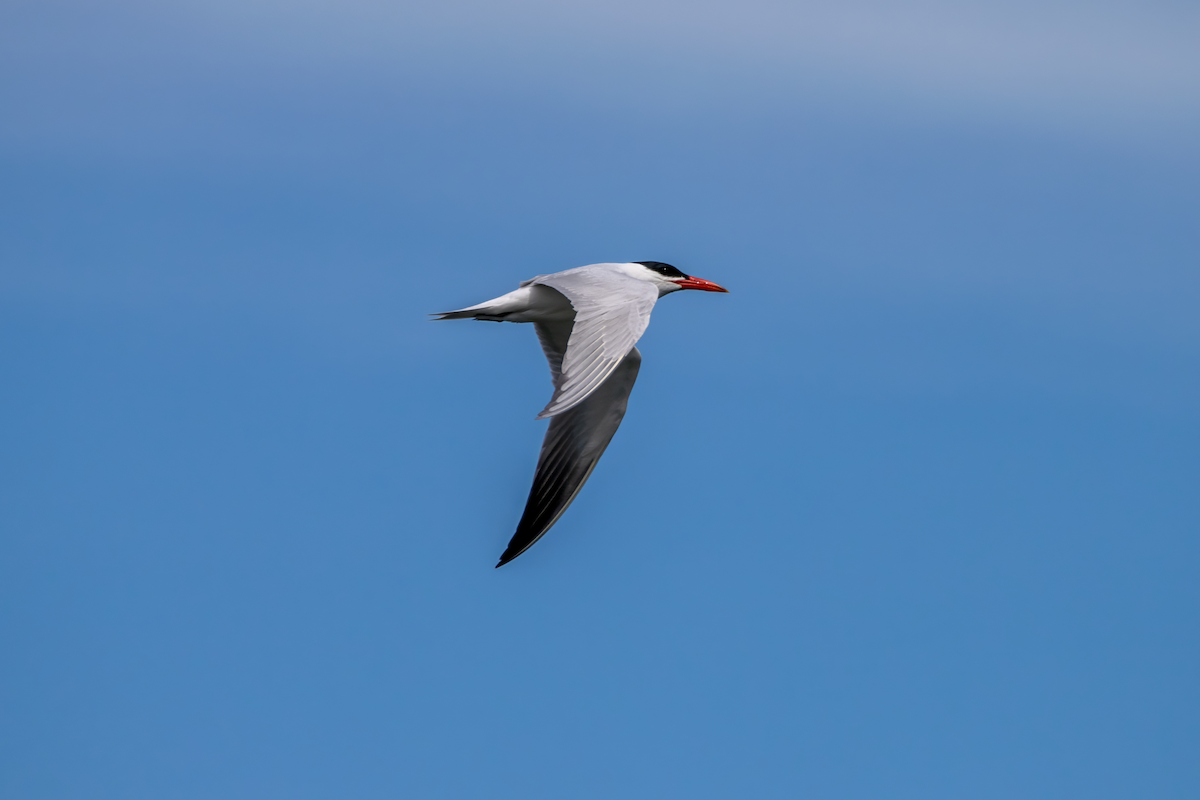 Caspian Tern - ML617476809