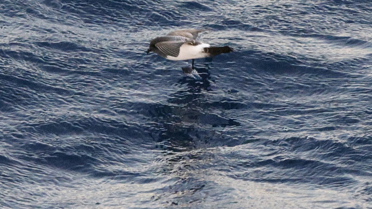 White-bellied Storm-Petrel - ML617476835